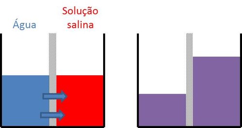 Osmose e membrana.jpg