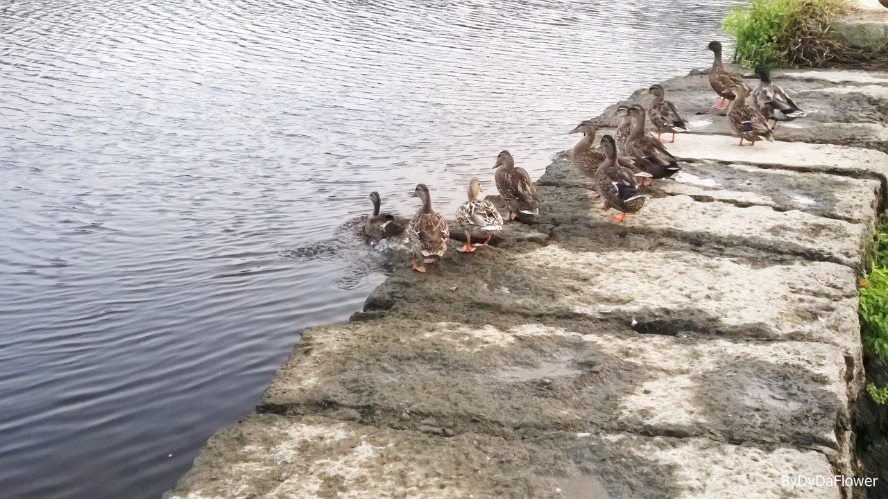 há patos no rio.jpg há patos no rio.jpg