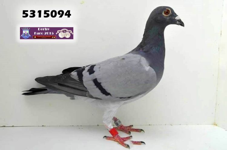 5315094-1º Pombo Ás.jpg 5315094-1º Pombo Ás.jpg