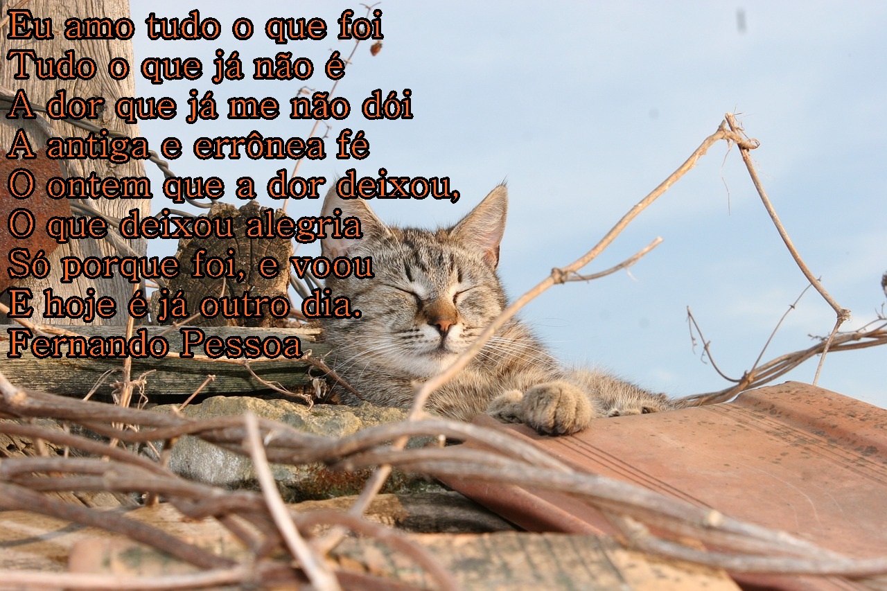 Imagens frases para colocar no